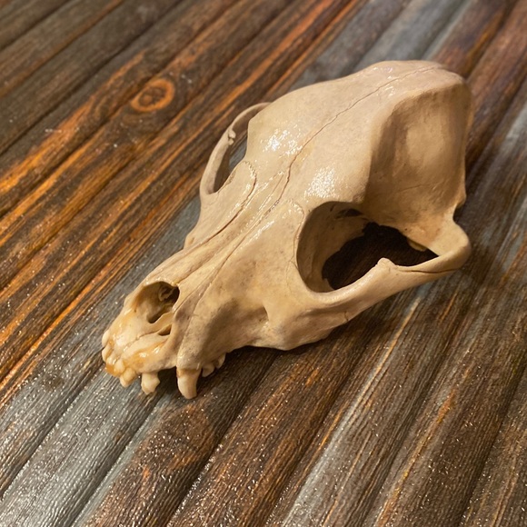 DOMESTIC DOG SKULL - Picture 2 of 4